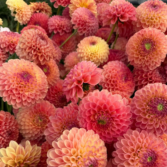 Dahlia Tubers