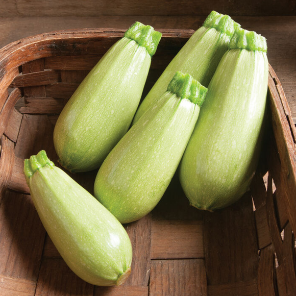 Magda Zucchini