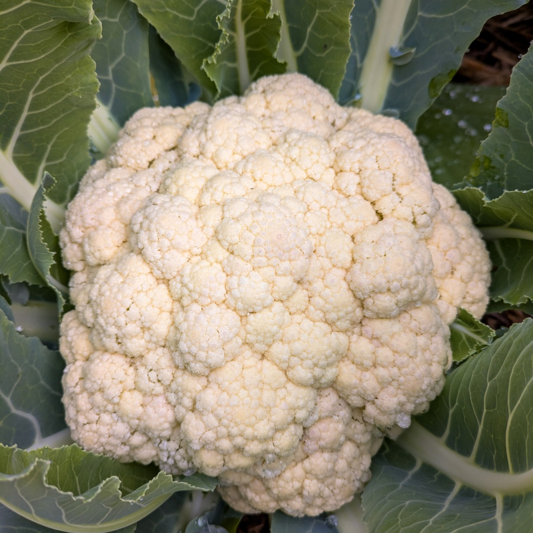 Cauliflower