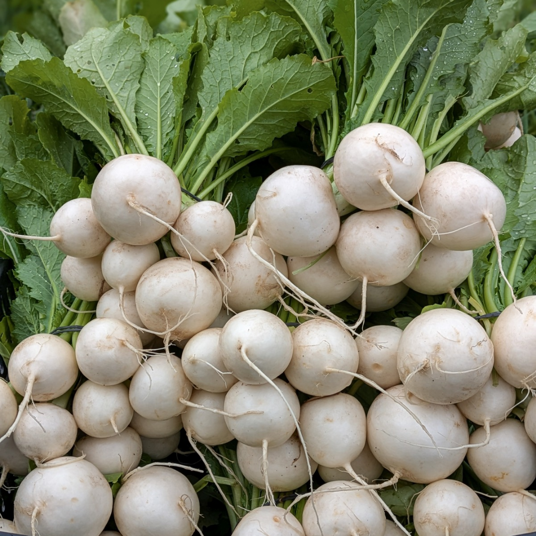 Hakurei Salad Turnips