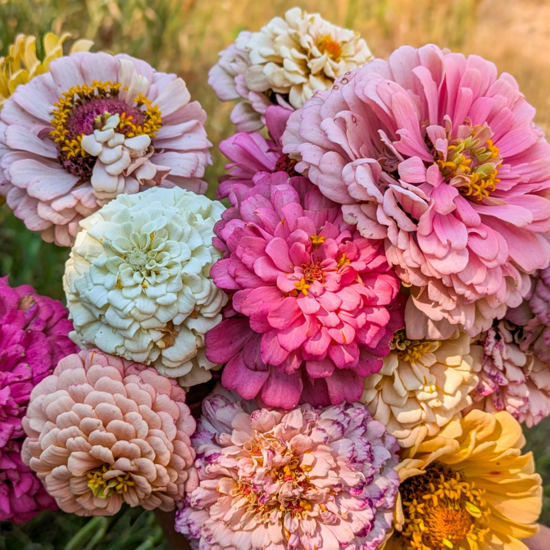 Zinnia Bouquet