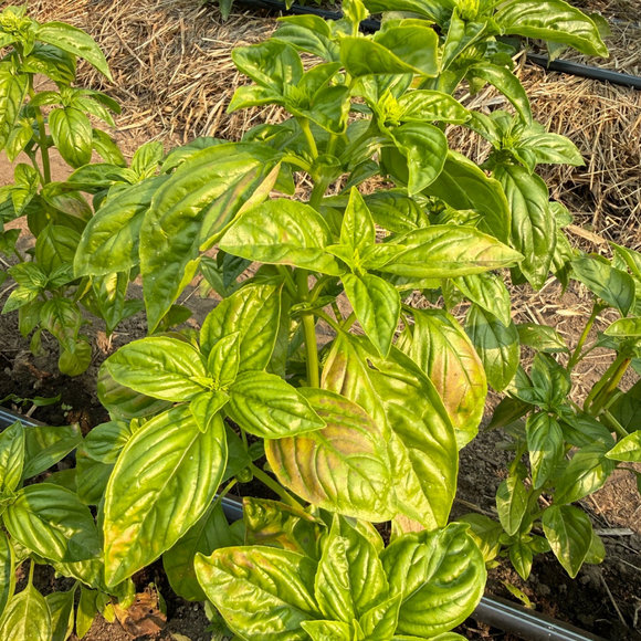 Bulk Basil for Pesto