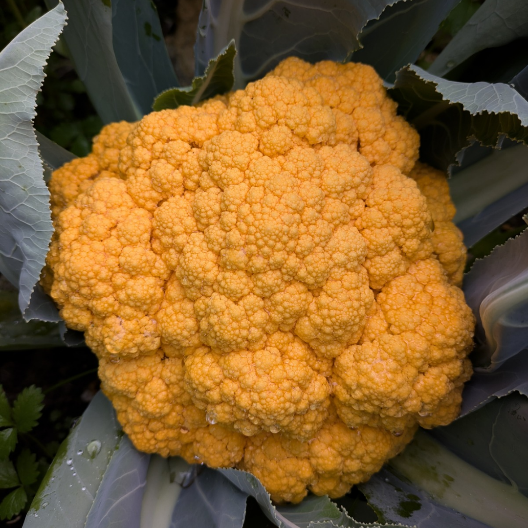 Clementine Cauliflower