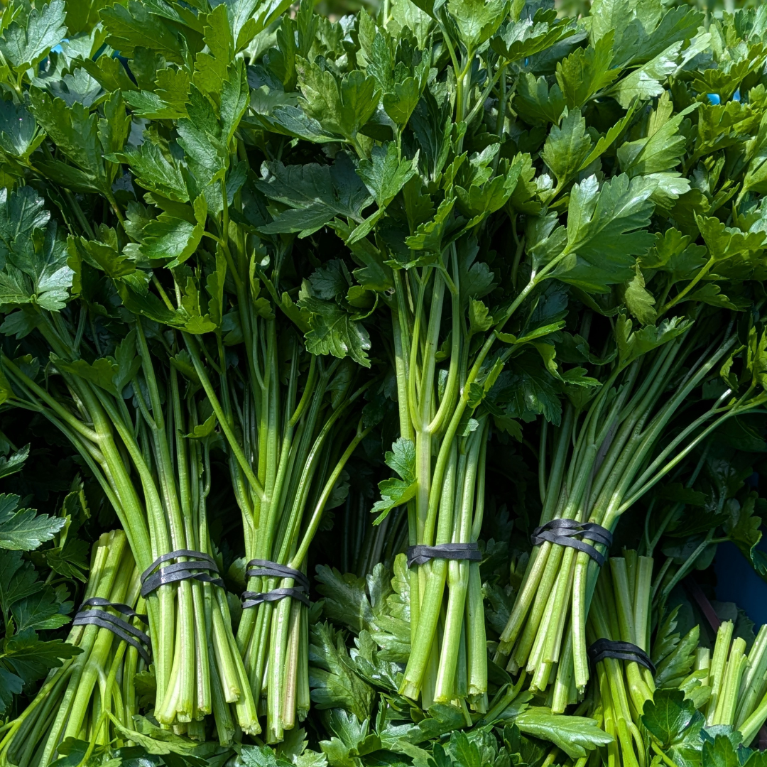 Italian Parsley