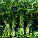 Italian Parsley-1