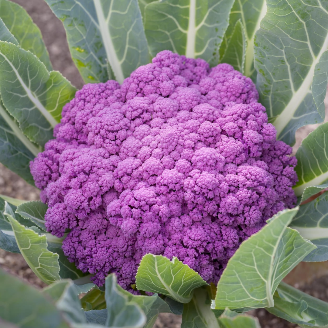 Purple Cauliflower