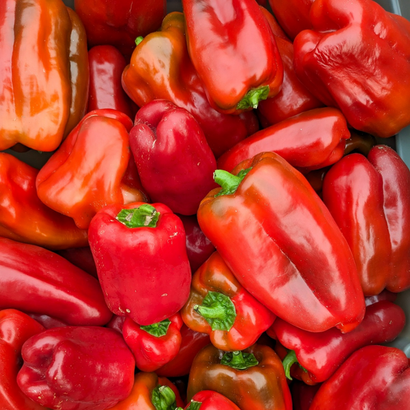 Small Red Bell Peppers