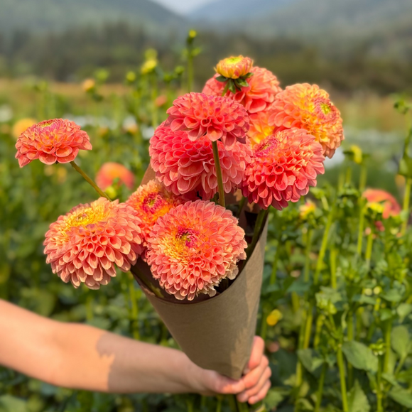 Dahlia Bouquet