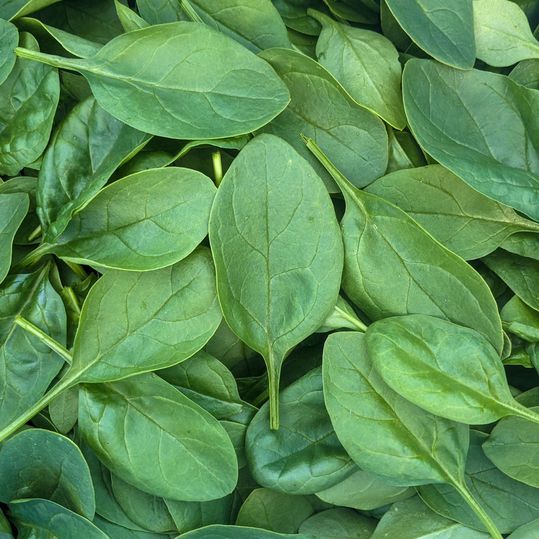 Baby Spinach