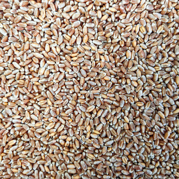 Red Fife Flour (Bread Flour)