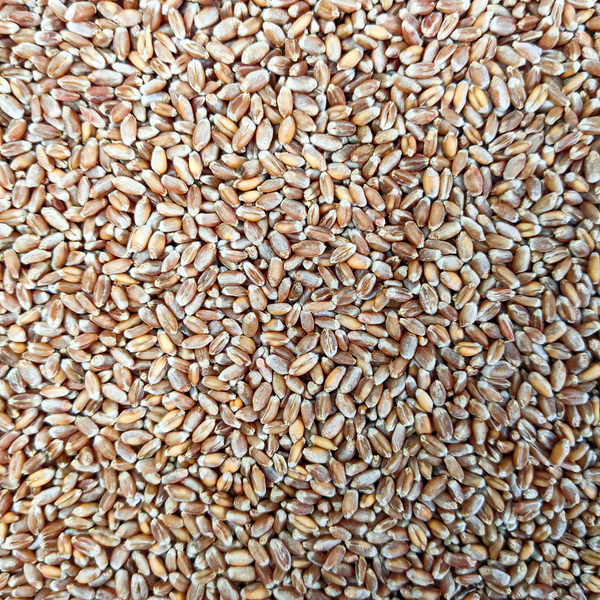 Red Fife Flour (Bread Flour) - 2