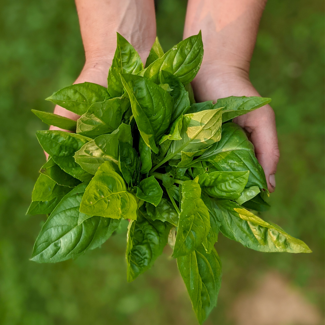 Genovese Basil
