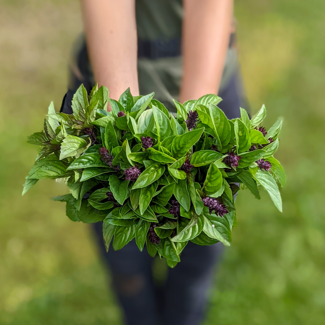 Thai Basil