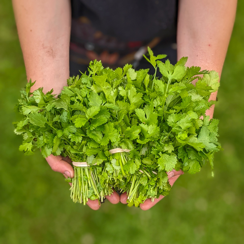 Cilantro
