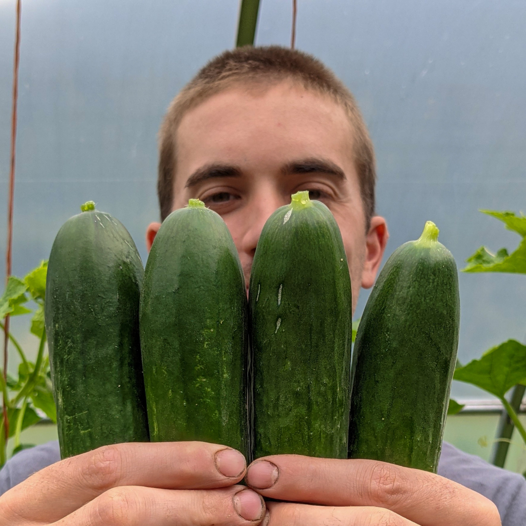 Piccolino Cucumbers