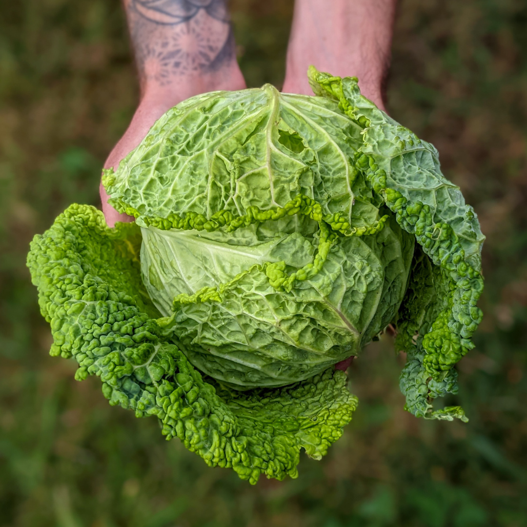 Savoy Cabbage