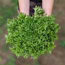 Frisée-2