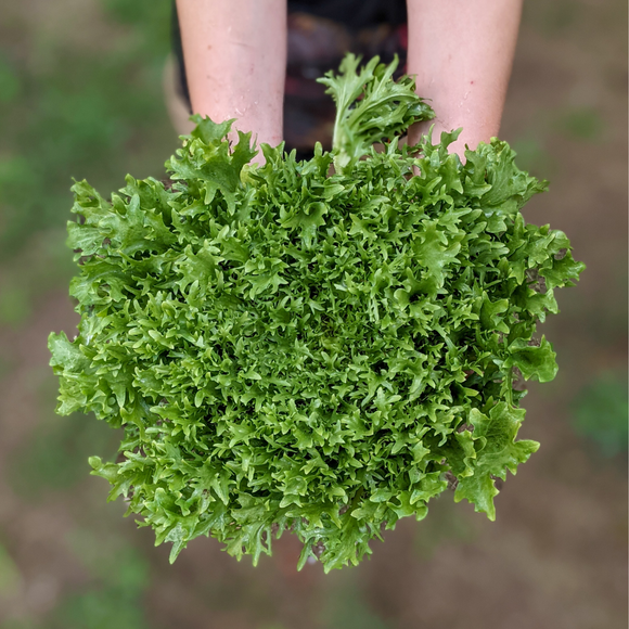 Frisée