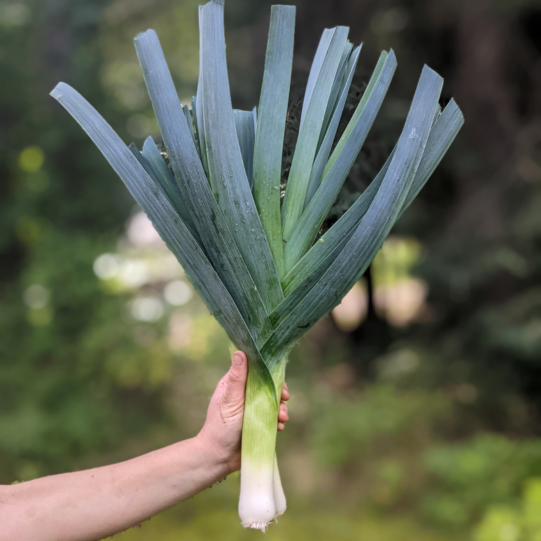 Leeks