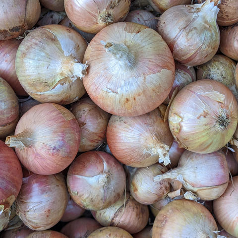 Rose de Roscoff Keravel Onion
