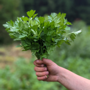 Italian Parsley-2