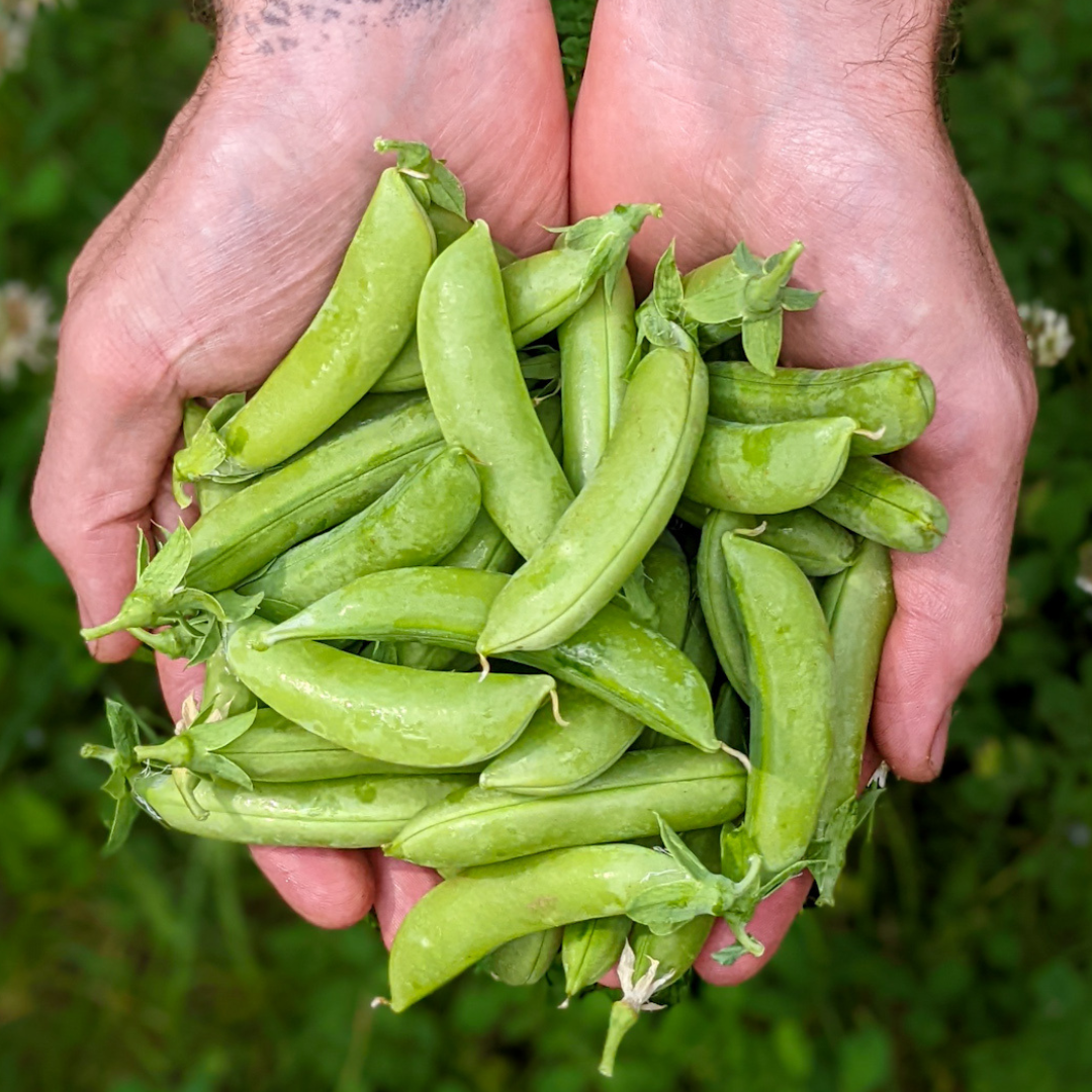 Sugar Snap Peas