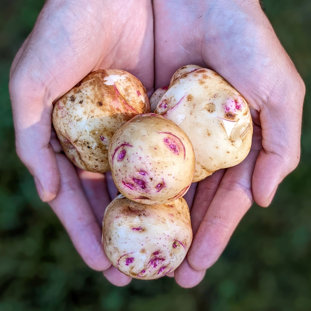 Warba New Potatoes