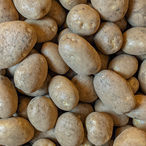 Russet Potato