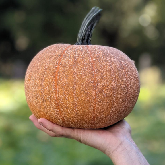 Winter Luxury Pie Pumpkins