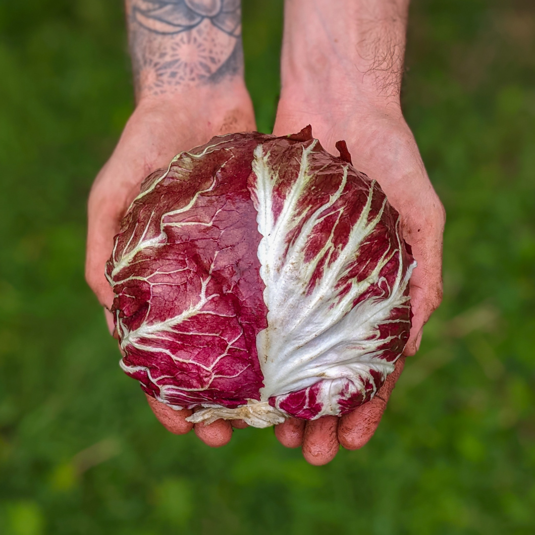 Etna Radicchio