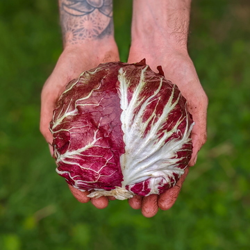 Red Radicchio