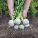 Hakurei Salad Turnips-2