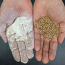 Red Fife Flour (Bread Flour)-4